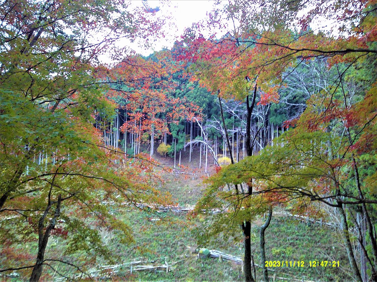 １７．西行庵の紅葉１