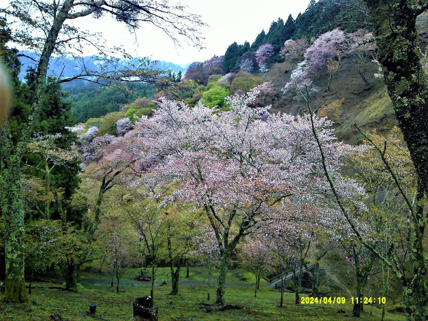 １１．上千本