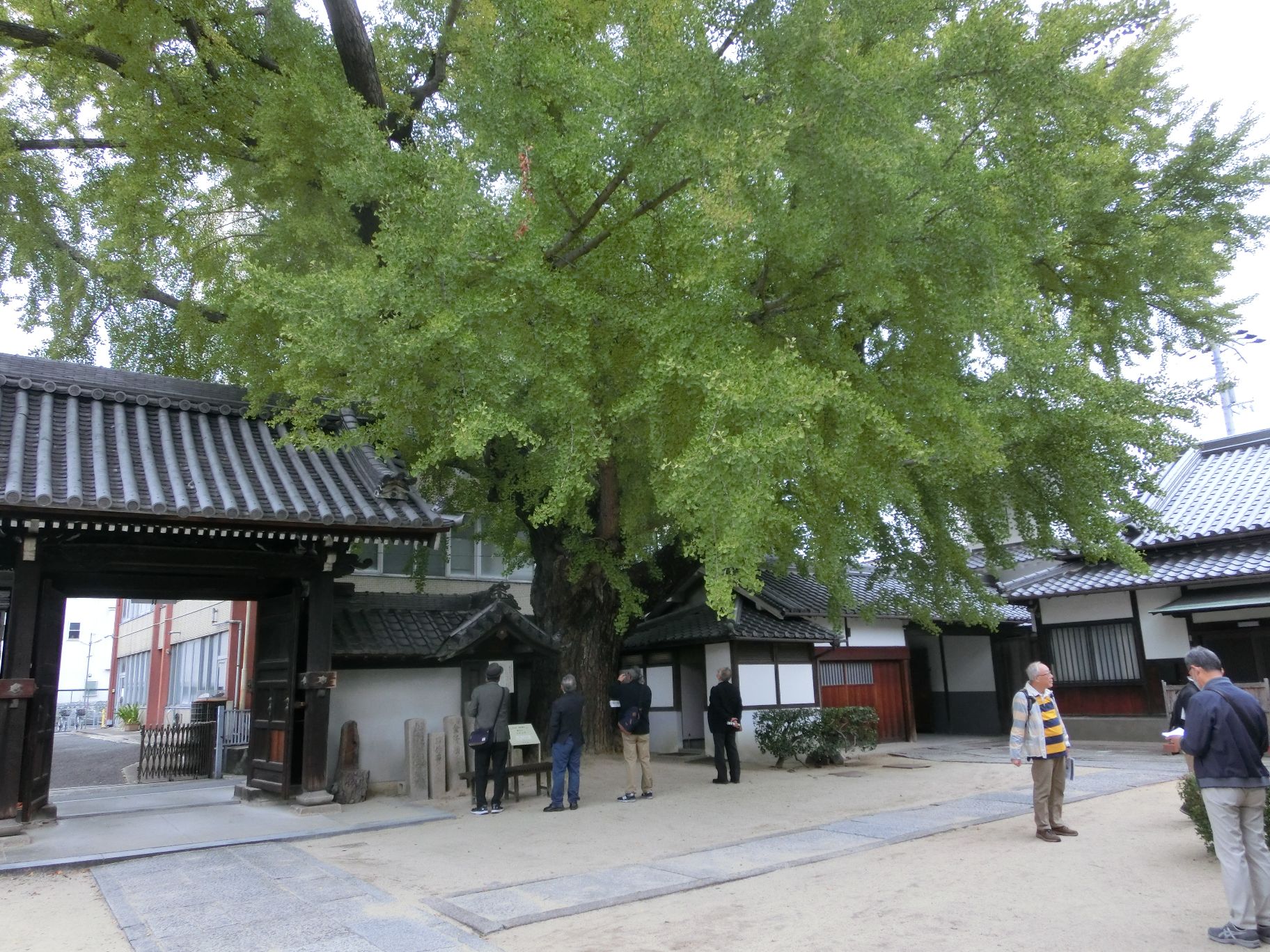 難宗寺の大銀杏