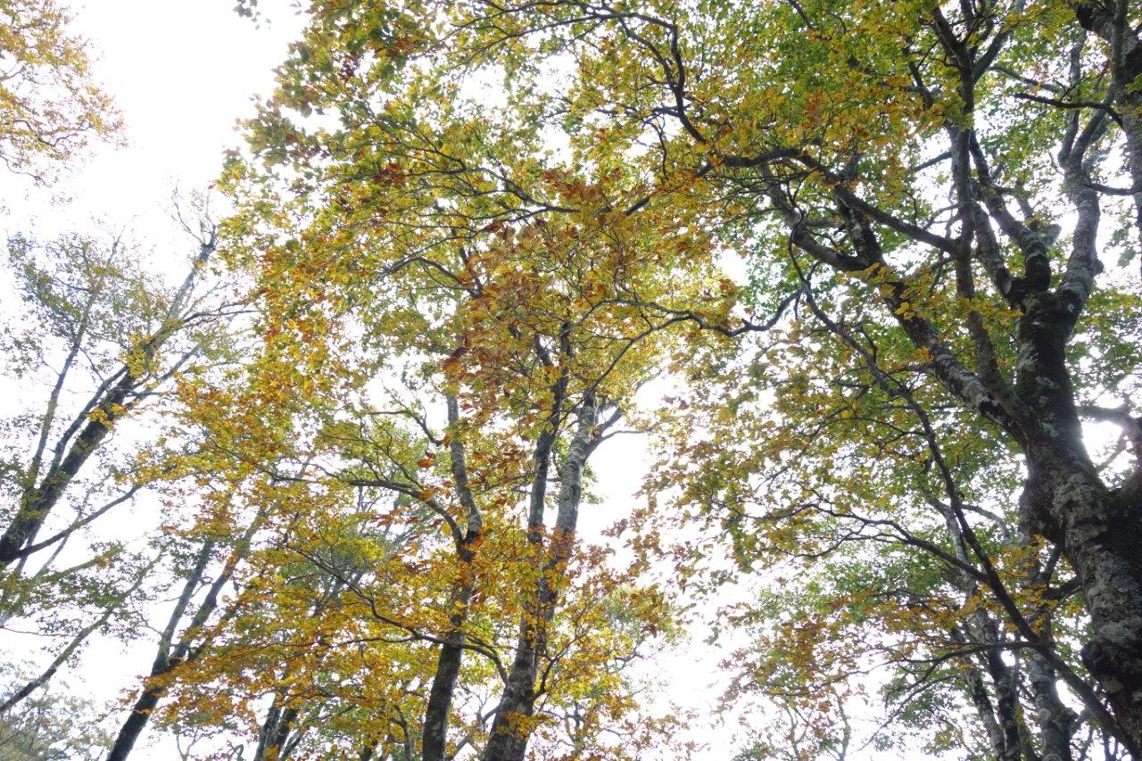 33. ブナの紅葉