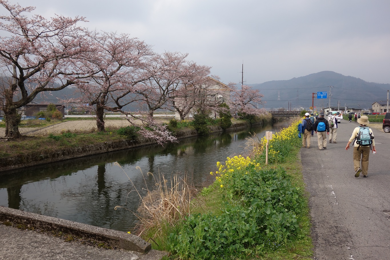 24. 桜と菜の花が咲く川沿いの道を余呉駅へ