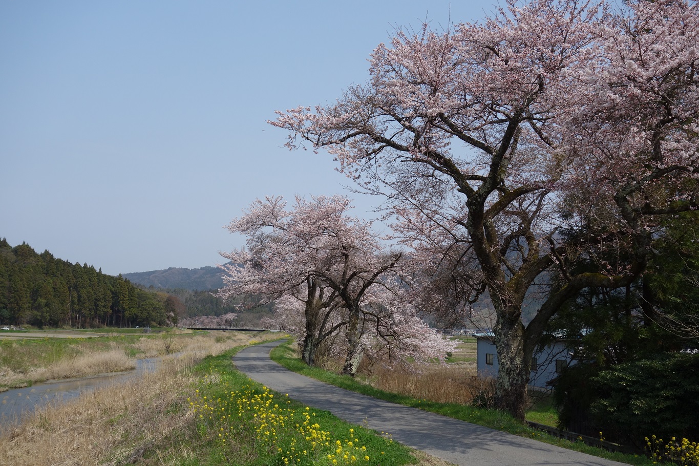 2.余呉川沿いの桜並木