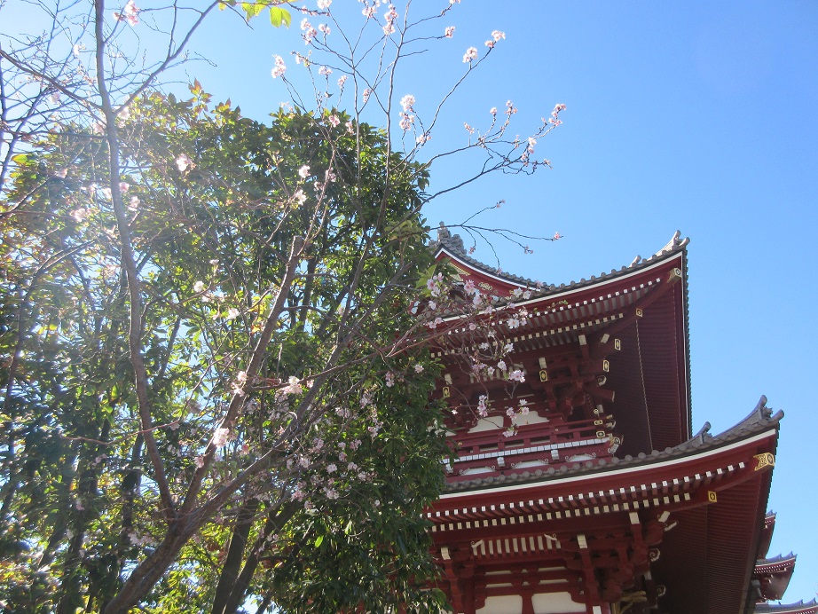 １１月の桜
