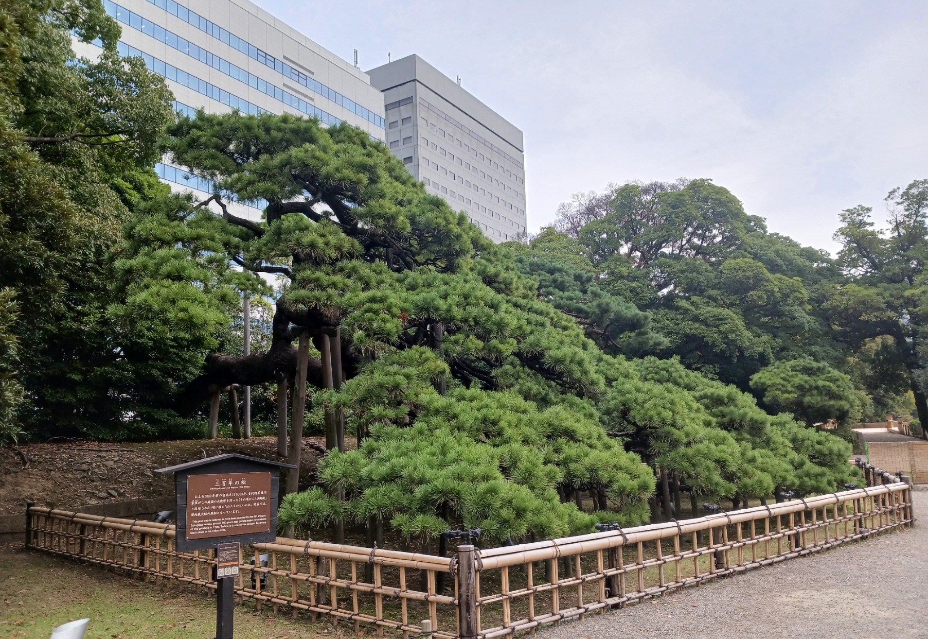 三百年の松