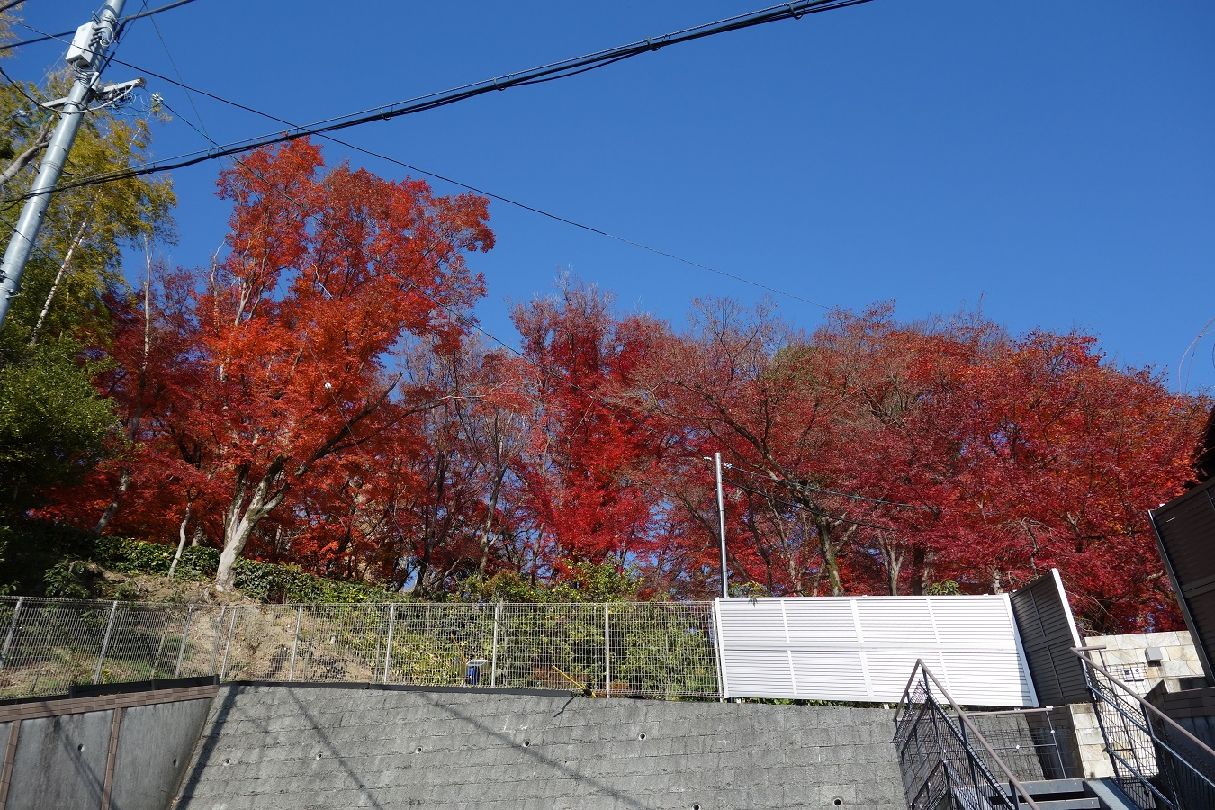 ４．早速紅葉が迎えてくれる
