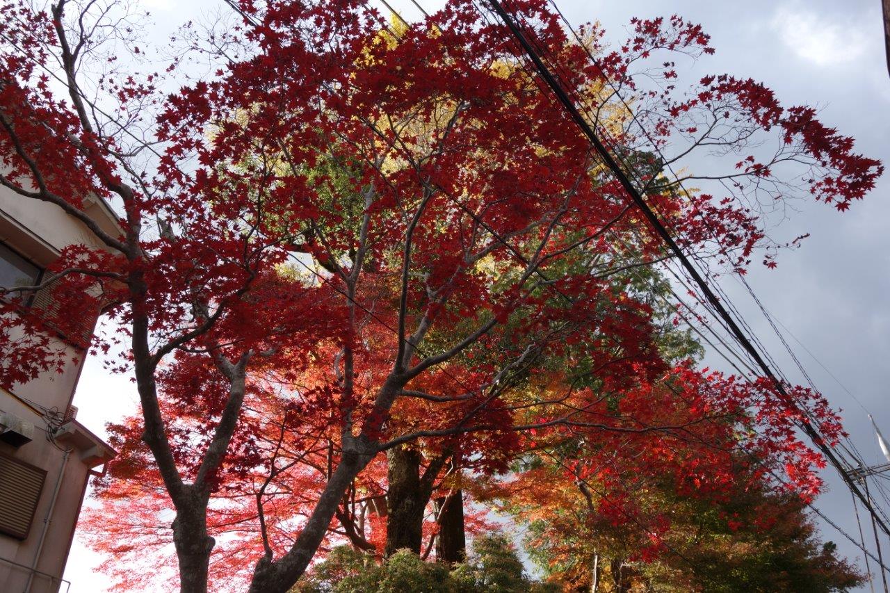 24. 黒門手前の紅葉