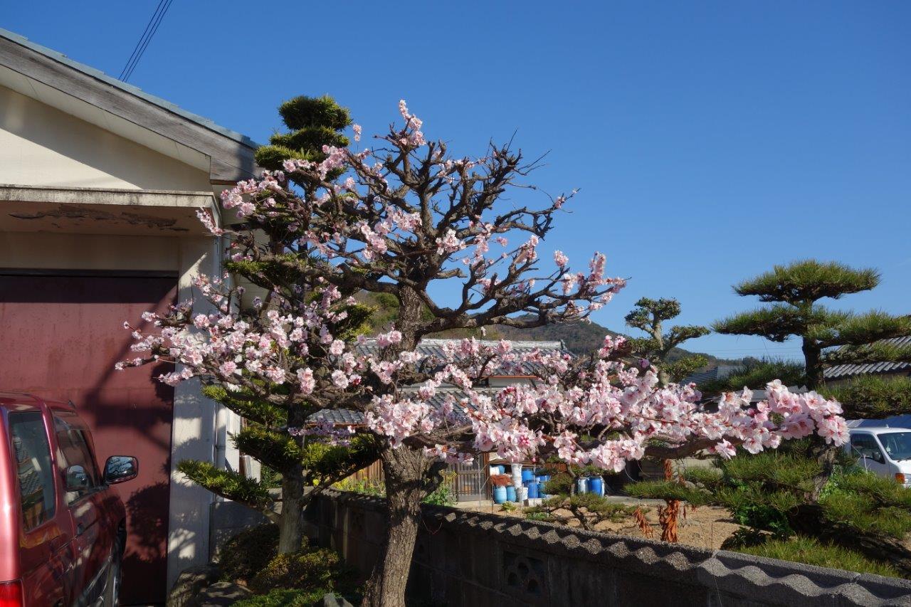 34. 宮原にも綺麗な梅が！