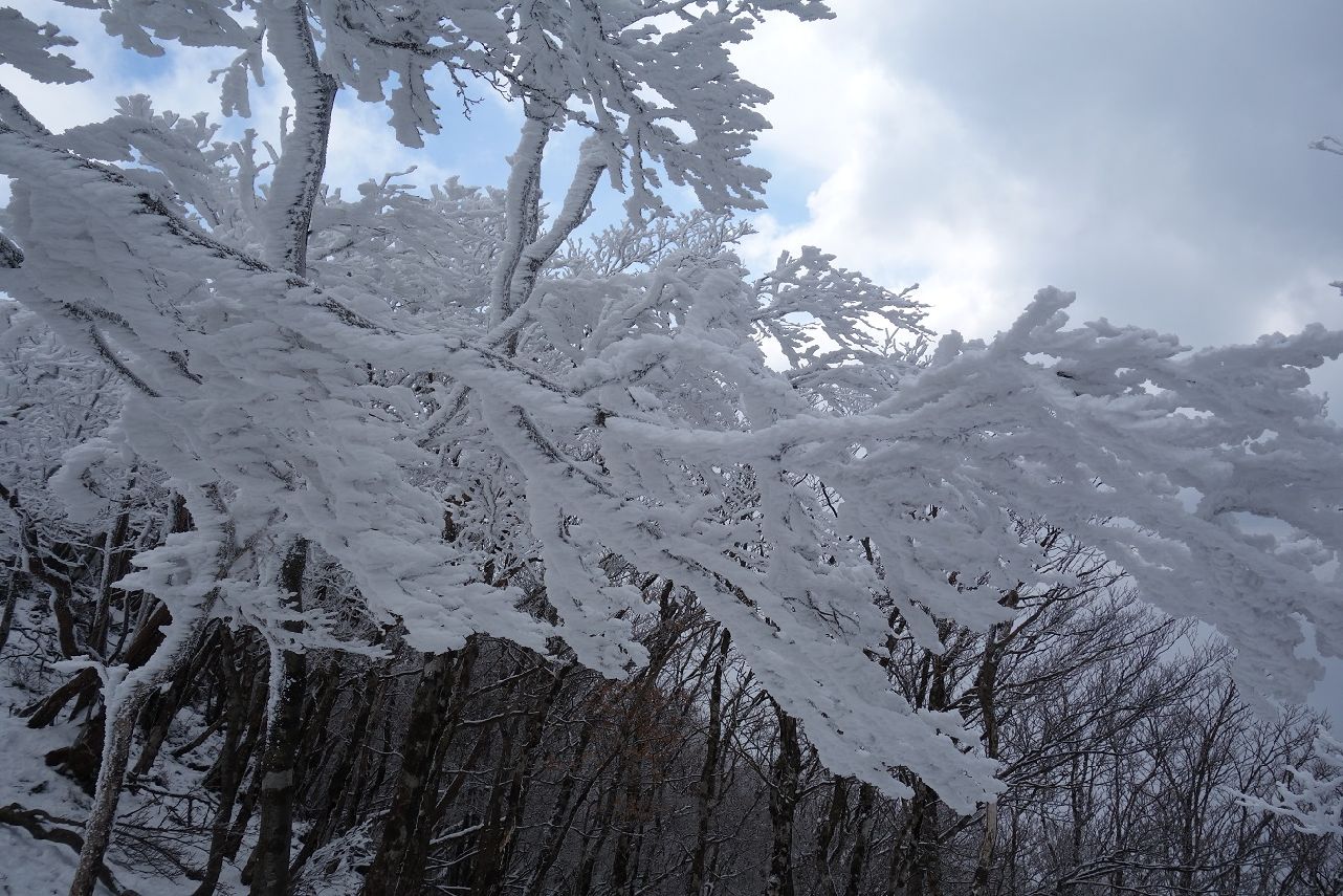 １２．どちらを向いても素晴らしい霧氷が
