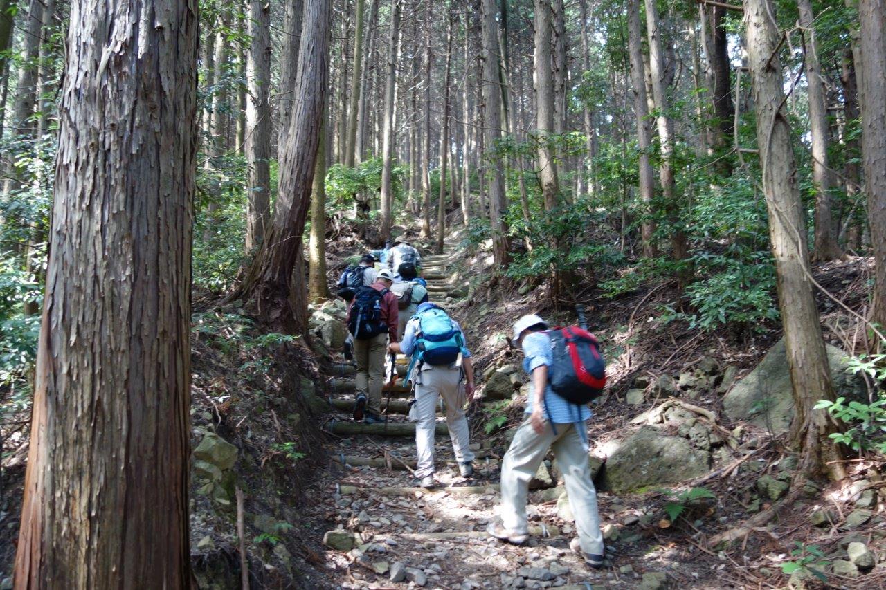 12. 杉林の中を登る