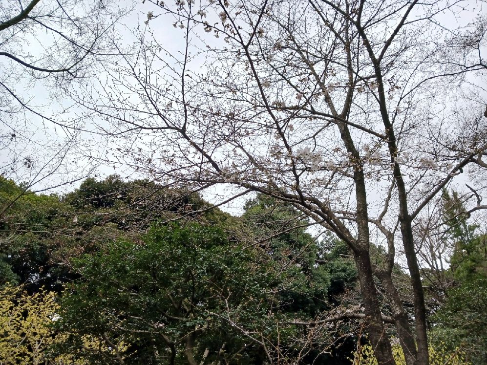 ソメイヨシノはまだまだですね