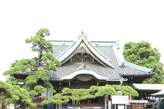 ７．瑞龍の松