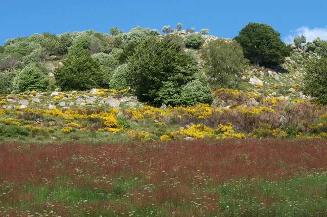 Paysage du Mont-Lozere - LOZERE Photo © Nadine Vilas