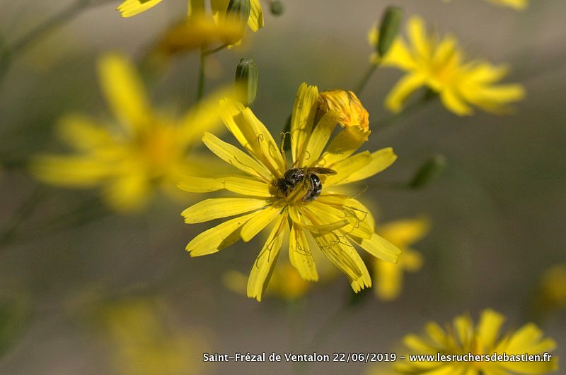 Lapsana communis-abeille sauvage-Cevennes-Lozere