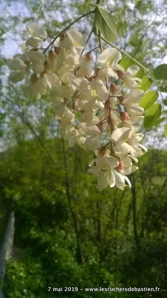 fleur du Robinier faux acacia Cévennes