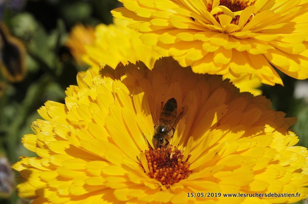 Souci des jardins, nom latin : Calendula officinalis, anglais : Pot marigold