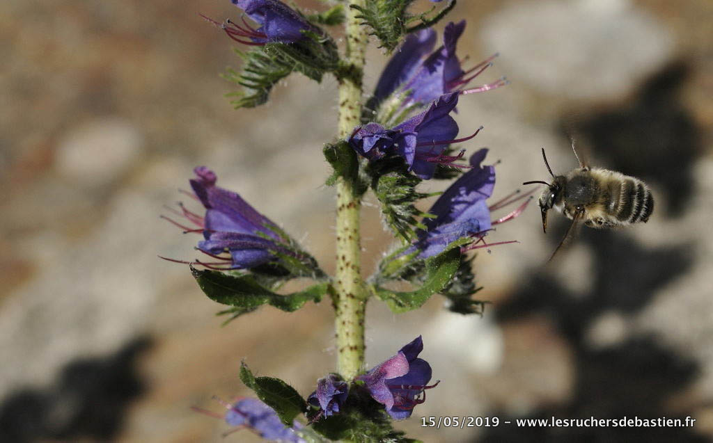 Viperine commune, nom latin : Echium vulgare, anglais : Viper's Bugloss