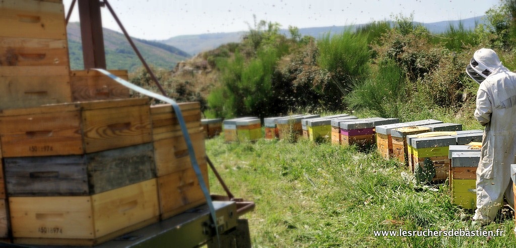 Bastien Alise, apiculteur, en Août 2021, récolte du miel en montagne Cévennes Lozère