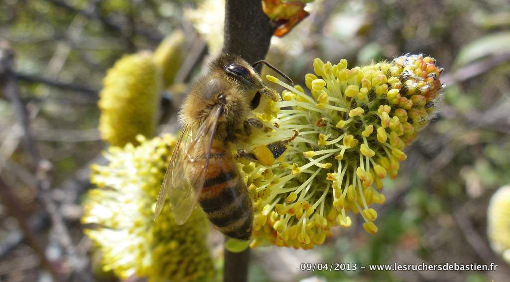 Saule marsault, nom latin : Salix caprea, anglais : Goat Willow