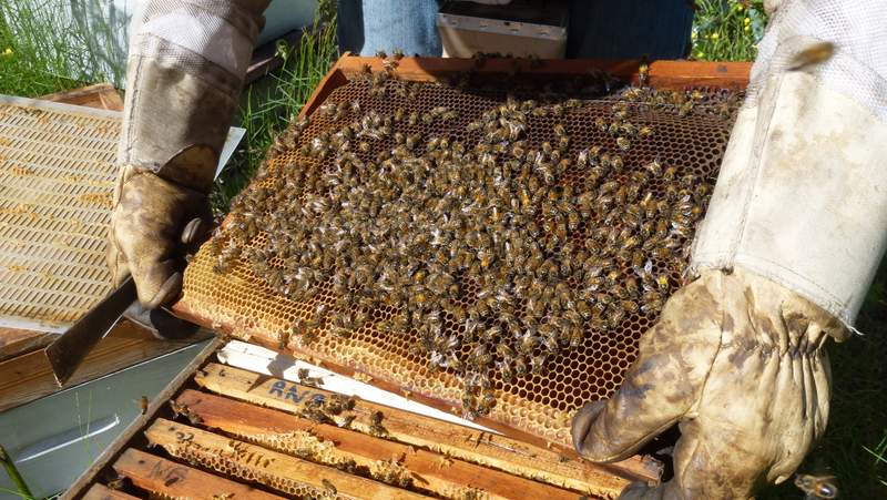 Un cadre rempli d'abeilles - Visite de printemps Les Ruchers de Bastien Alise, apiculteur habitant des Cevennes lozèriennes