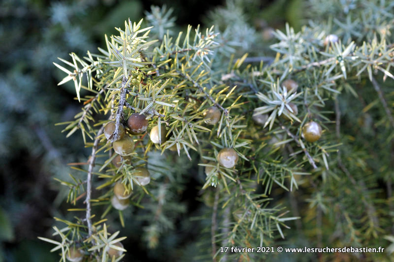 feuilles et fruits Genèvrier cade Juniperus oxycedrusdes terrains secs sud France