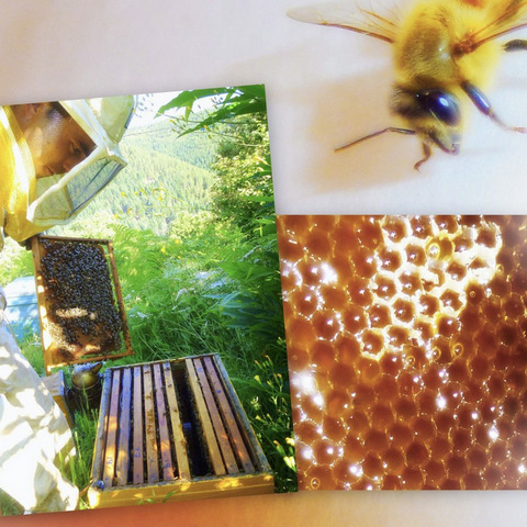 Bastien Alise apiculteur habitant des Cévennes en Lozère cadre de miel et abeille