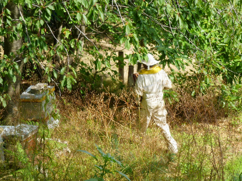 Bastien apiculteur en Cevennes lozèriennes recolte miel chataignier