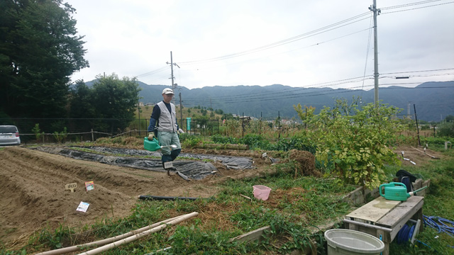 (収穫体験会に向けて、作物を育てる)