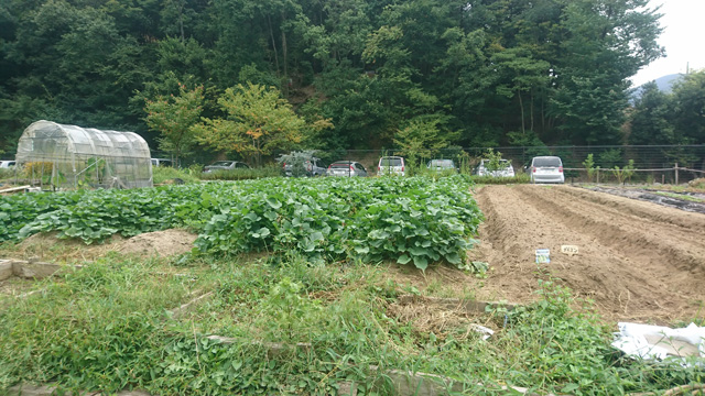 (秋のさつまいも収穫の準備も順調)