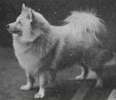 The yellow Spitz, the dog on Hinterkaifeck, was known as a very alert watchdog