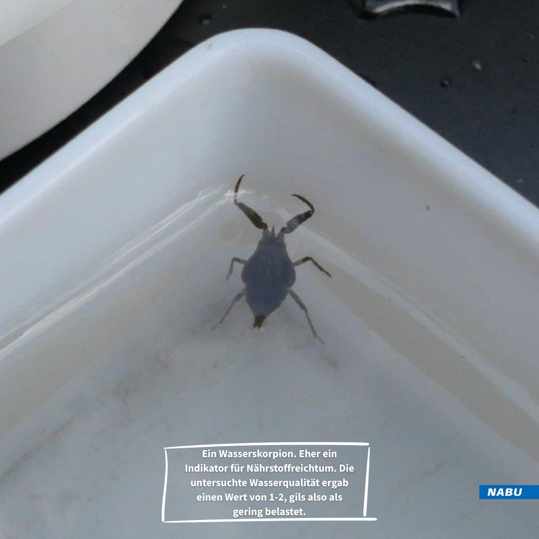 Wasserskorpion