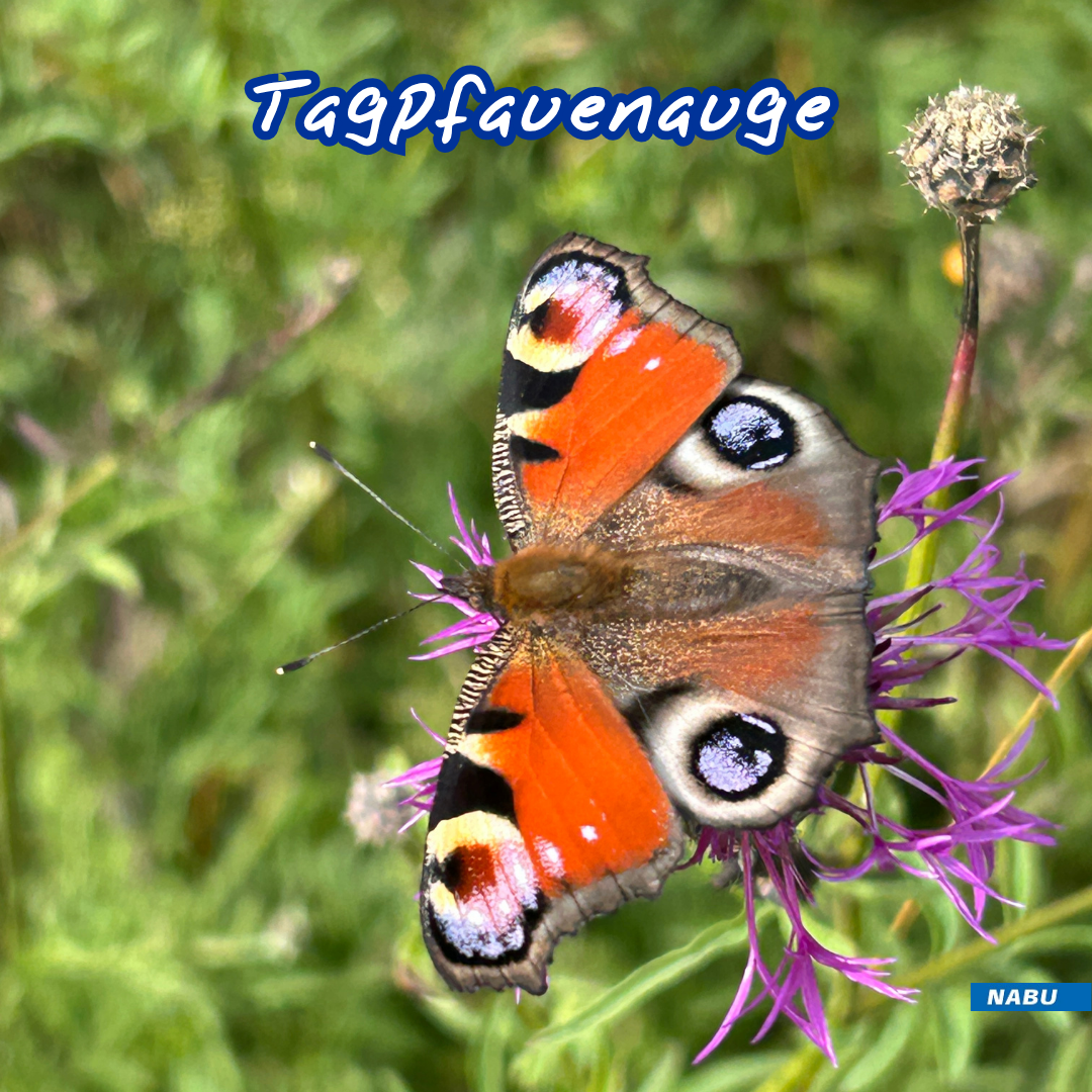 Tagpfauenauge auf Flockenblume