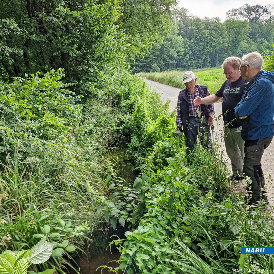 Amphibiengewässer an der Tellkampfschule