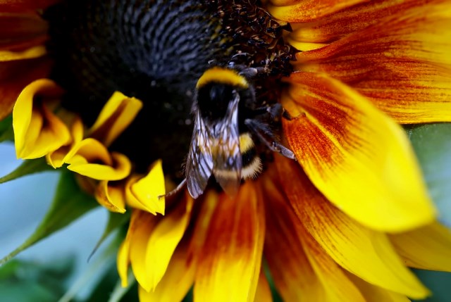 Hummel auf Sonnenblume in Nahaufnahme