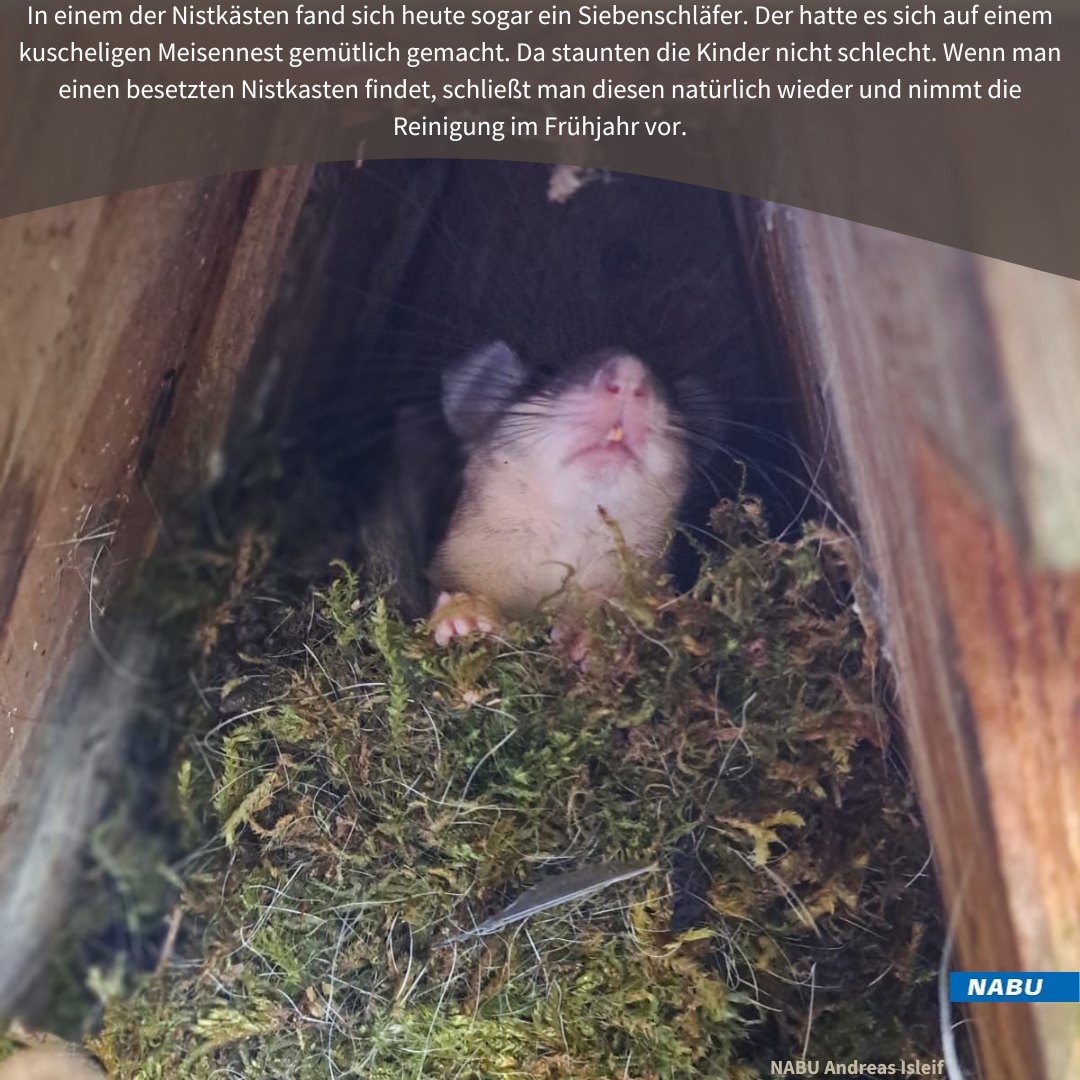 Ein Siebenschläfer im Nistkasten!