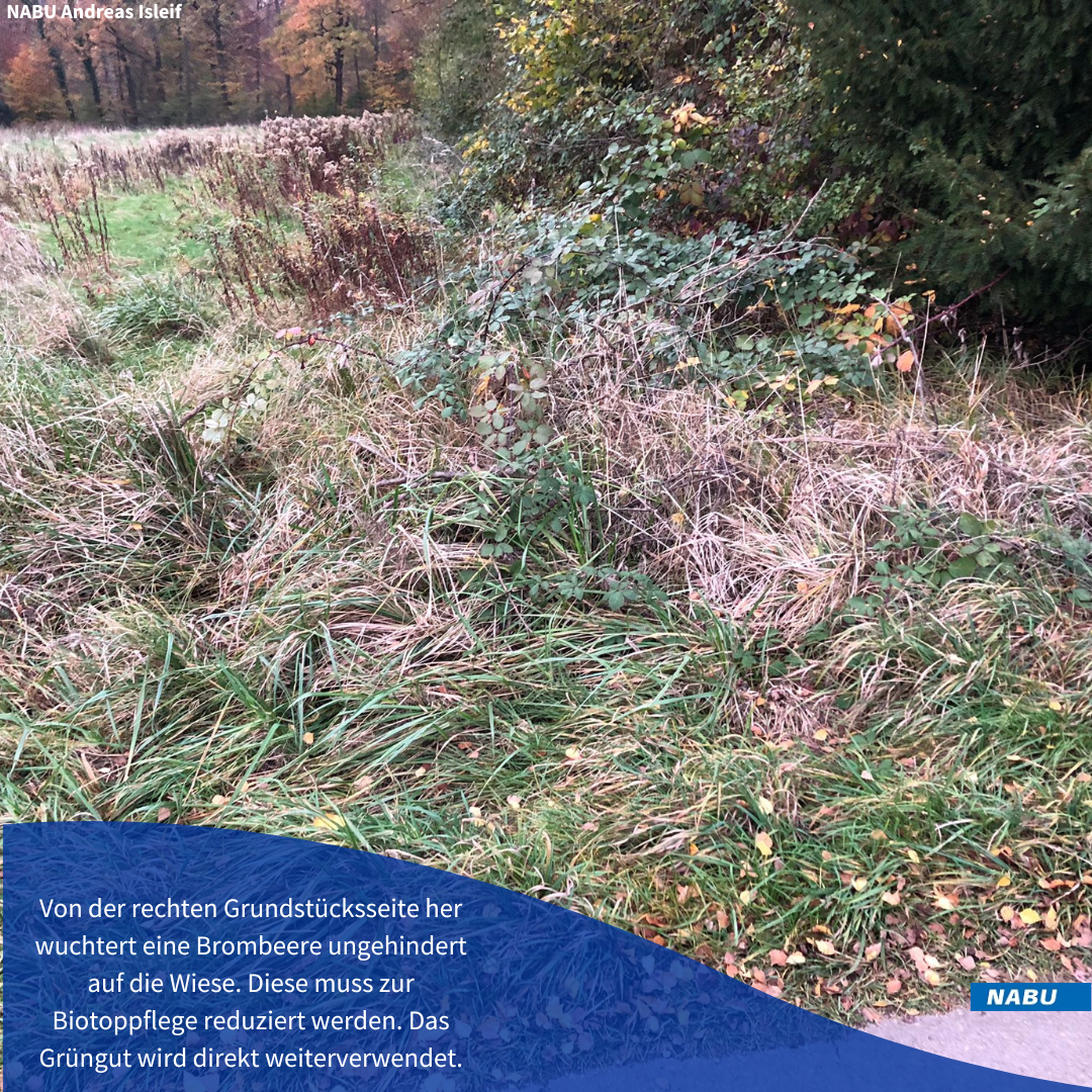 Brombeerbewuchs am rechten Grundstücksrand