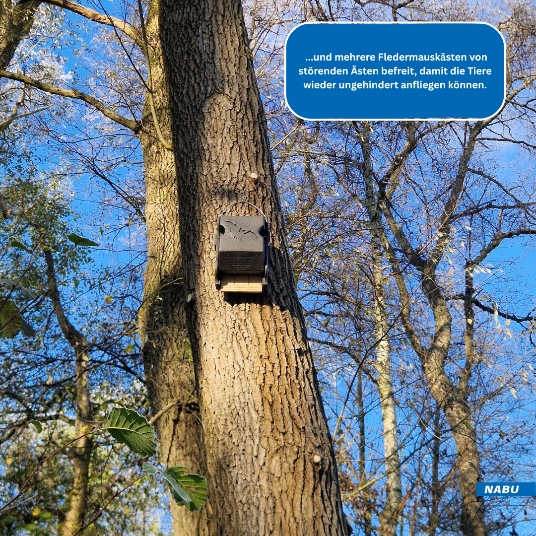 Fledermauskasten auf dem Gelände