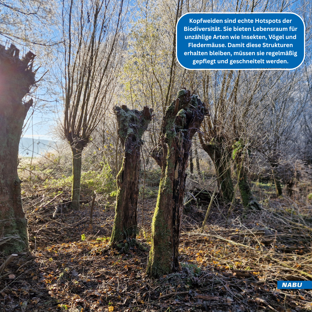 Kopfweiden im Sonnenlicht