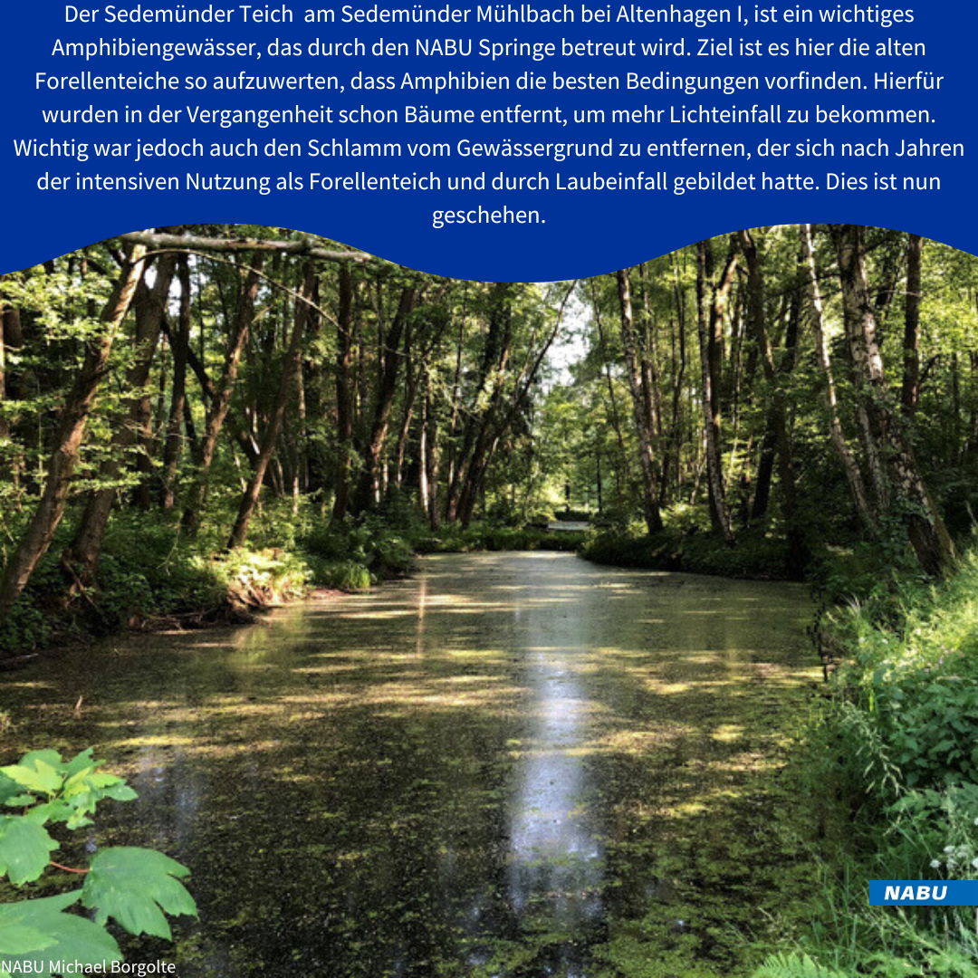 Der Teich vor allen Arbeiten © Michael Borgolte