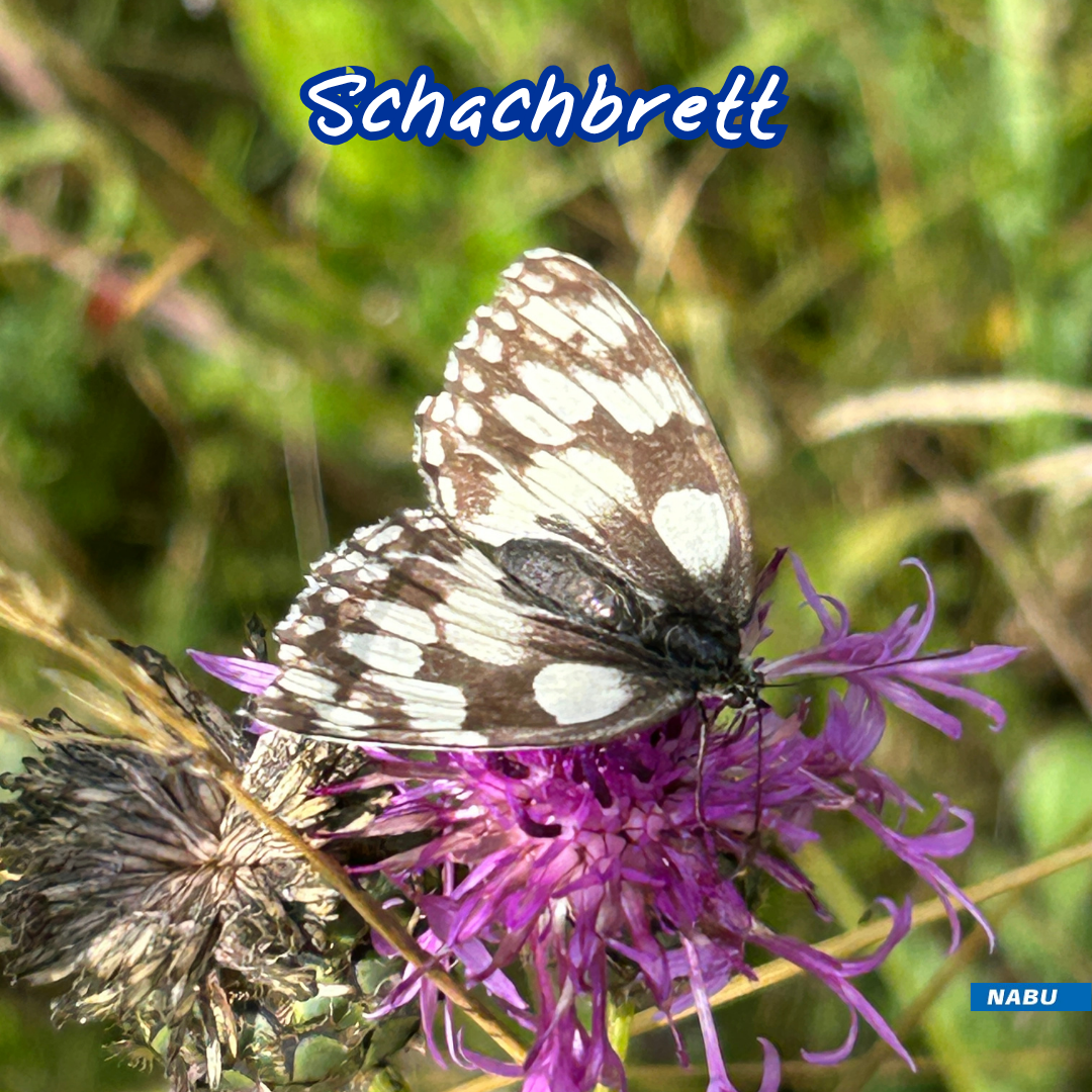 Schachbrett auf Flockenblume