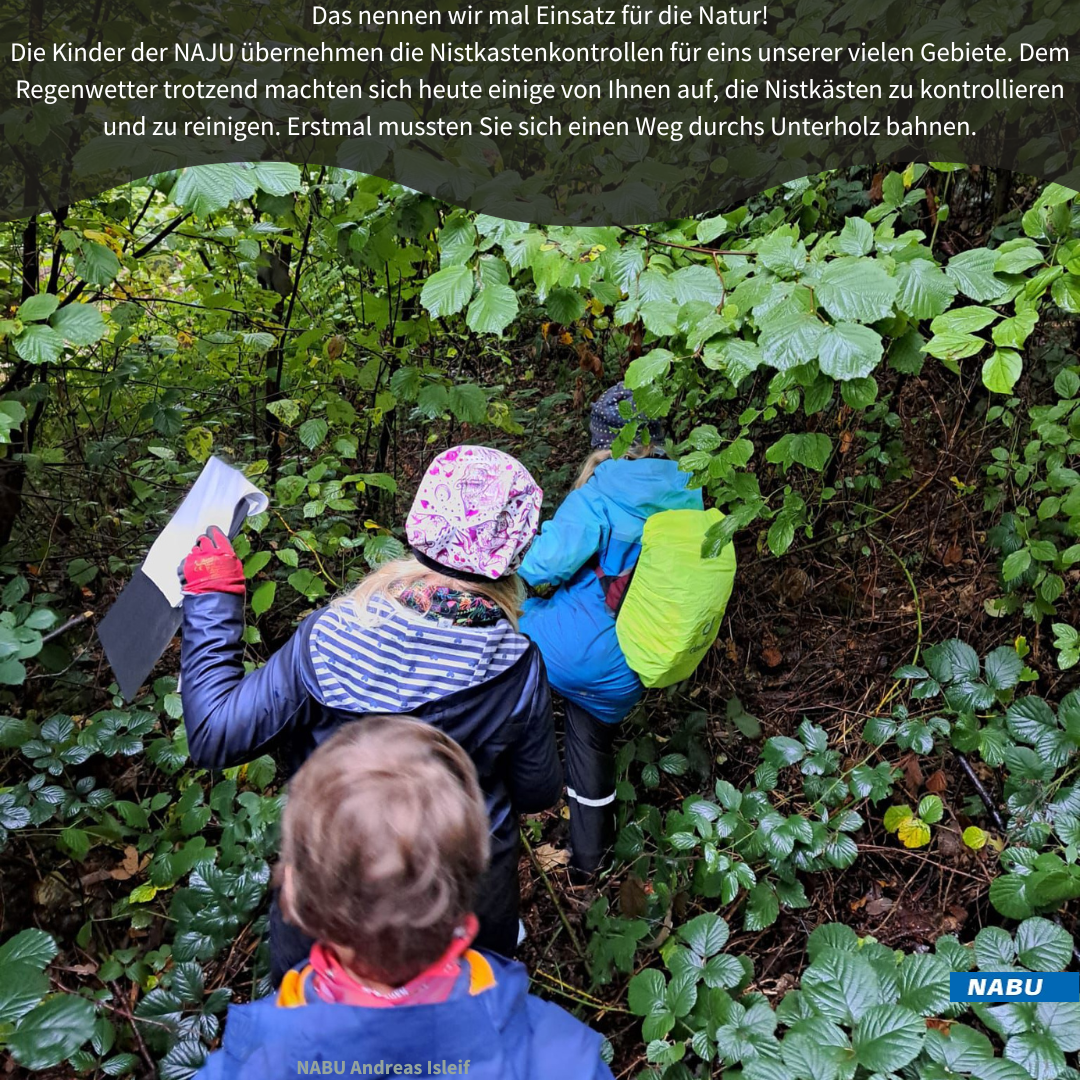 Pirsch durchs Unterholz