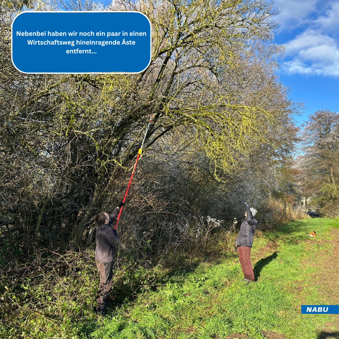 Freischneiden überhängender Äste