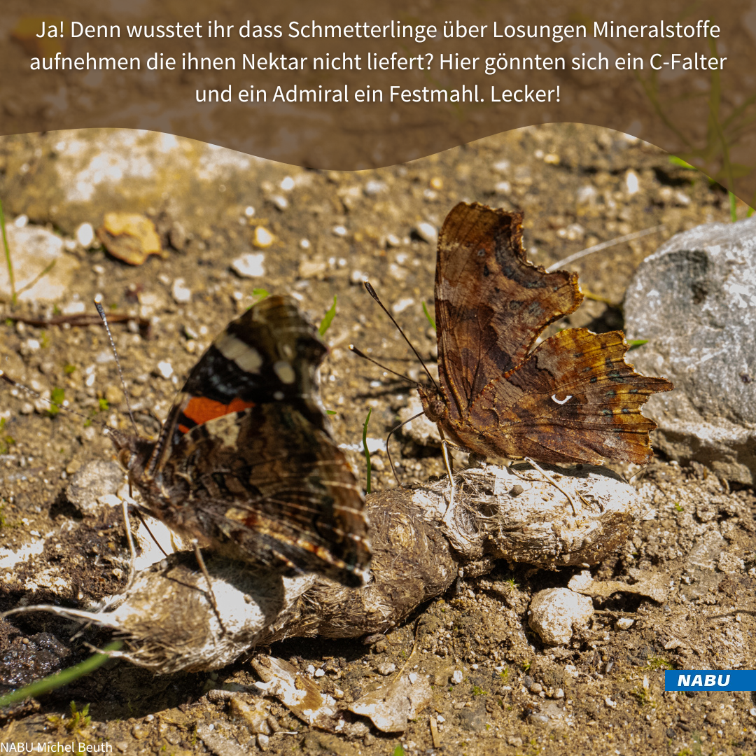 Schmetterlinge auf Hundehaufen