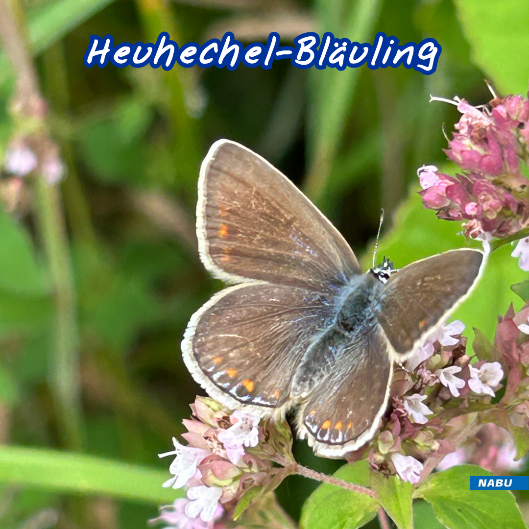 Heuhechel-Bläuling