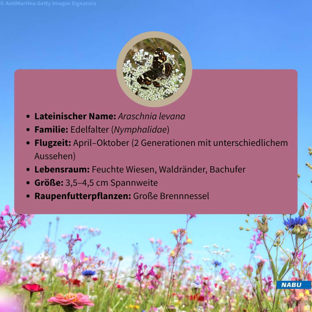 Portrait Landkärtchen