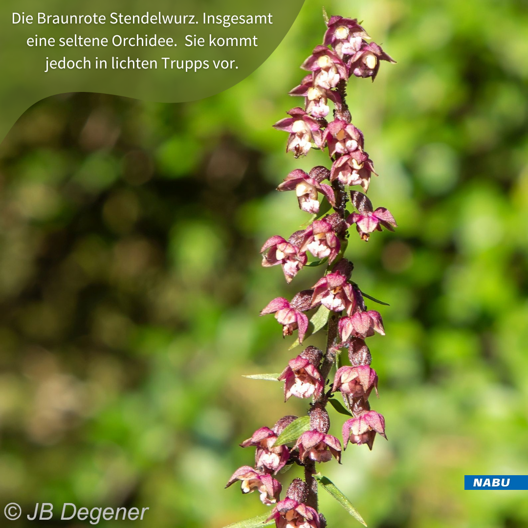 Braunrote Stendelwurz © JB Degener