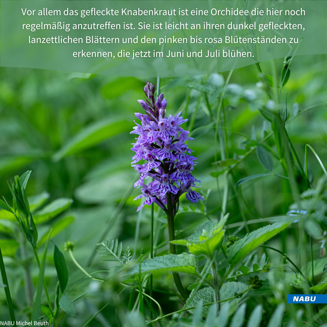 Geflecktes Knabenkraut