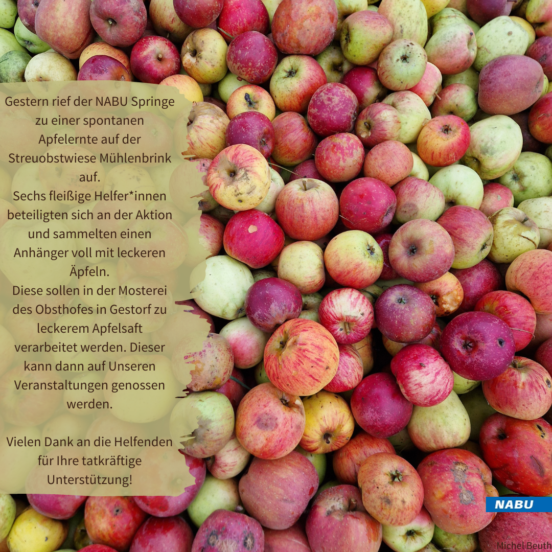 Vielfalt der Äpfel
