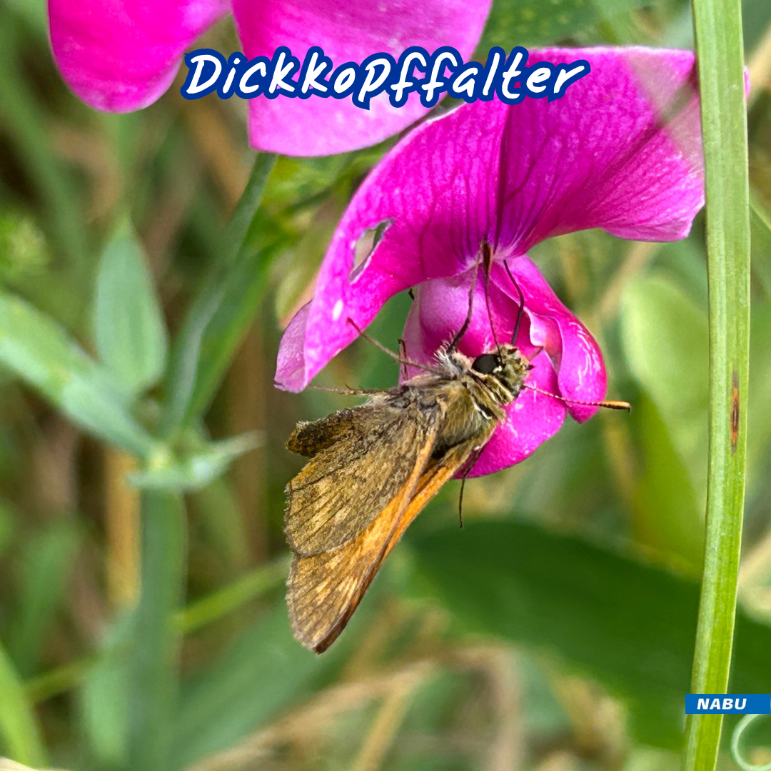 Dickkopffalter