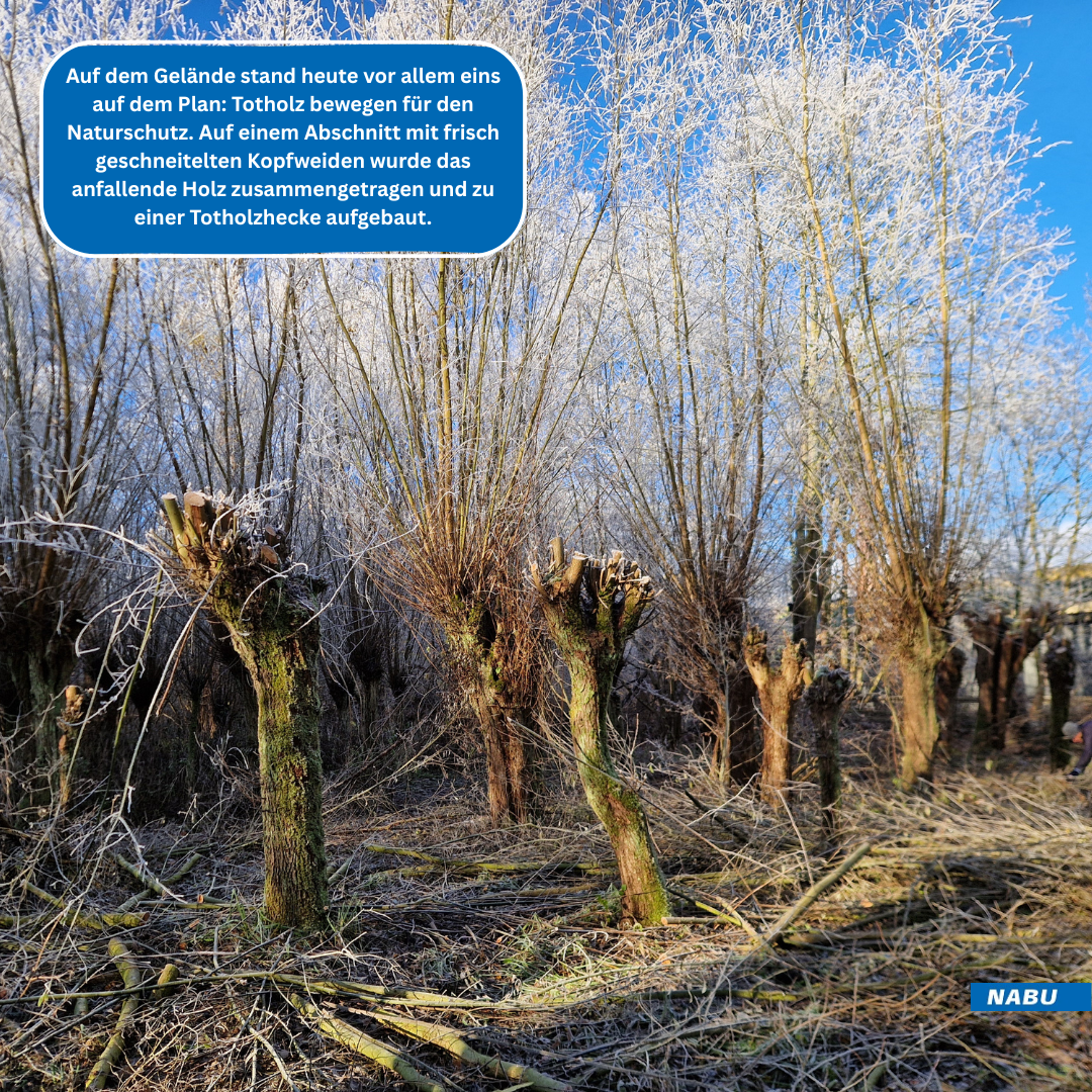 Geschneitelte Kopfweiden mit Totholz