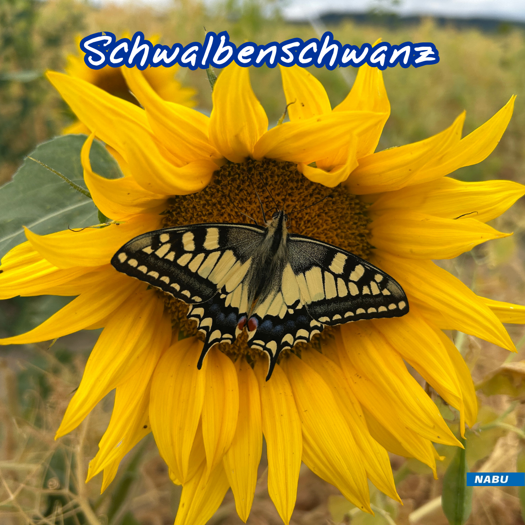 Schwalbenschwanz auf Sonnenblume